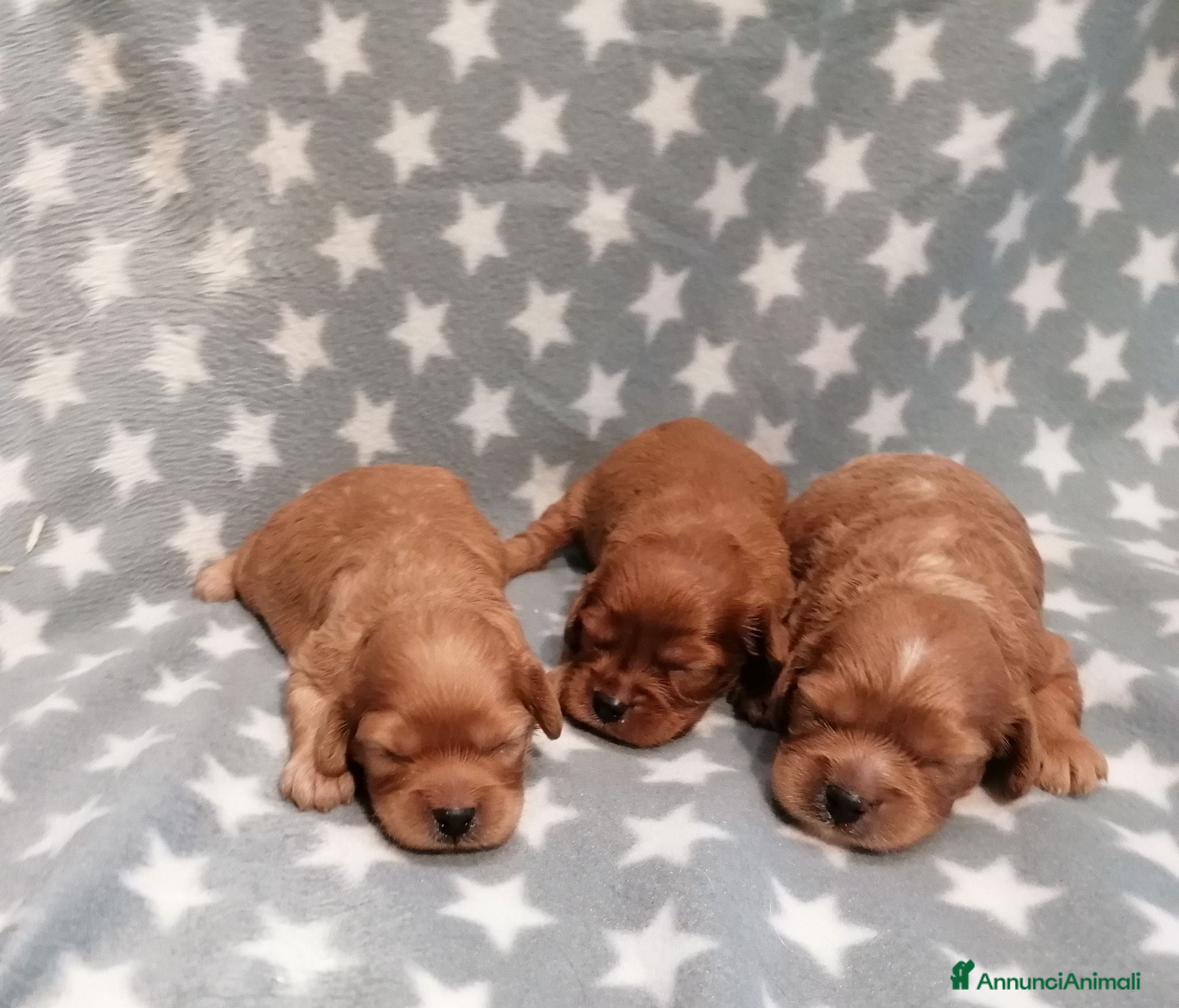 Cavapoo cani Cavapoo cuccioli - Annuncio 33