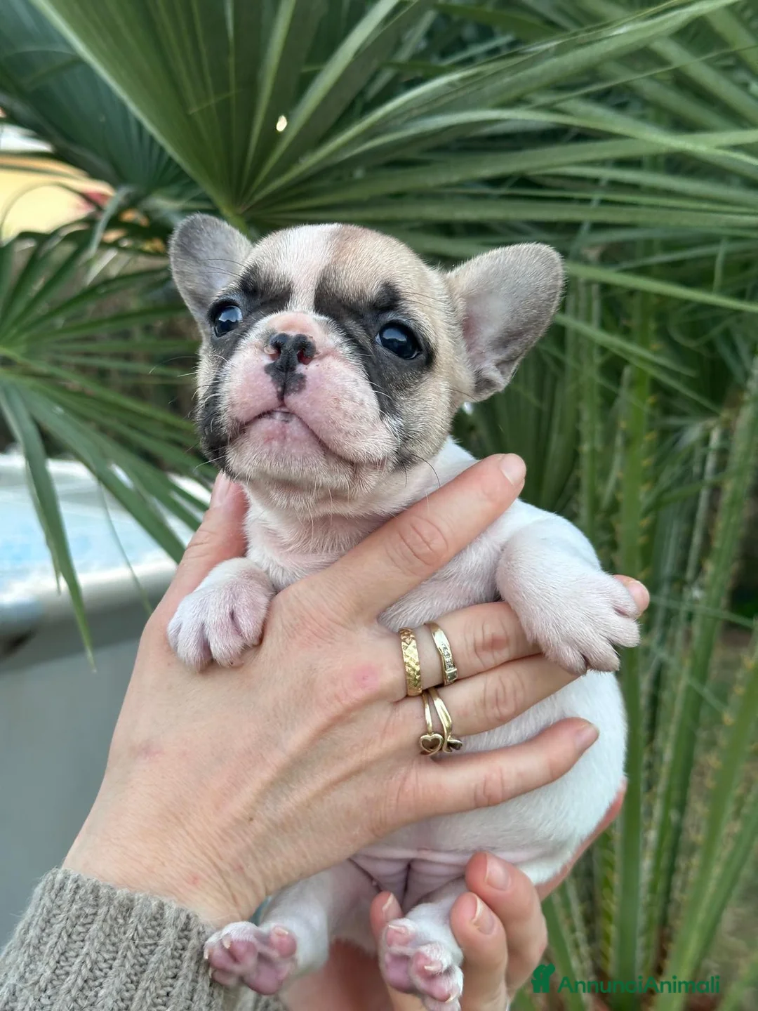 Bulldog Francese cani in vendita: cucciola bulldog francese  - Annuncio 9