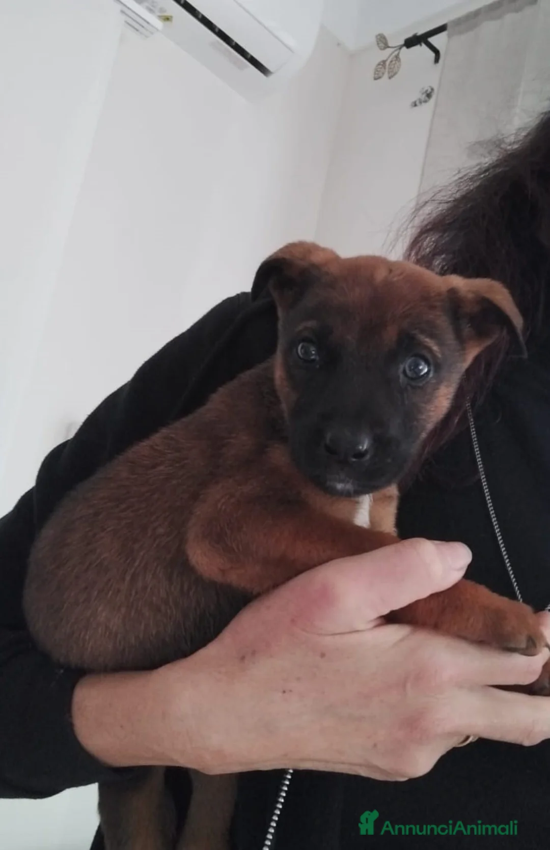 Meticcio cani in regalo: stupenda cucciola pandora in regalo - Annuncio 1