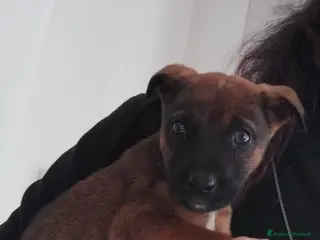 Meticcio cani stupenda cucciola pandora in regalo - Annuncio 4