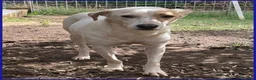 Meticcio cani in regalo: CALU' timidina tg media a Città Metropolitana di Torino - Annuncio 2