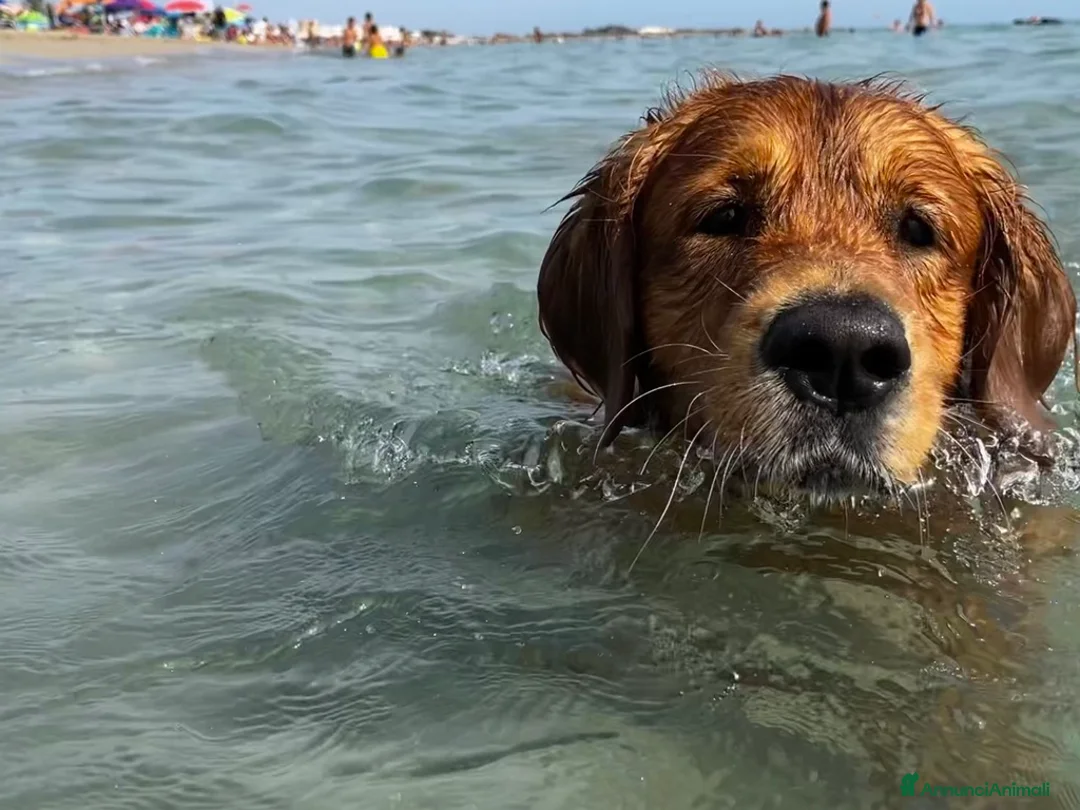 Golden Retriever cani per accoppiamento: Golden Retriever, Inglese. Ettore, cerca fidanzata a Città Metropolitana di Torino - Annuncio 6