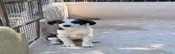 Meticcio cani in regalo: Tobia a Città Metropolitana di Firenze - Annuncio 2
