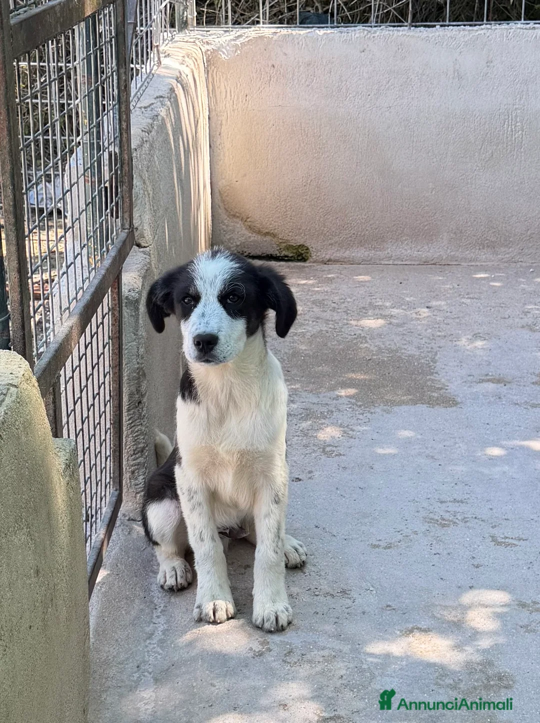 Meticcio cani in regalo: Tobia a Città Metropolitana di Firenze - Annuncio 2