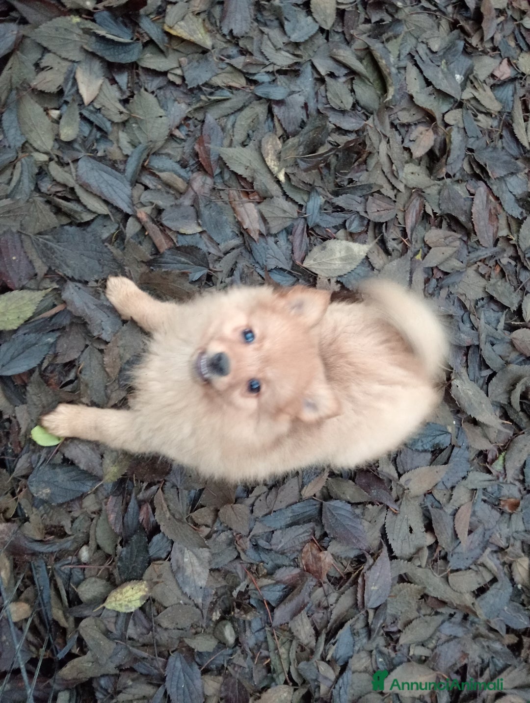 Spitz cani in vendita: Cucciole di Spitz Piccolo  - Annuncio 2