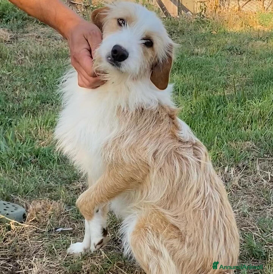 Meticcio cani in regalo: Leone spinoncino cerca adozione - 3 anni - Annuncio 3
