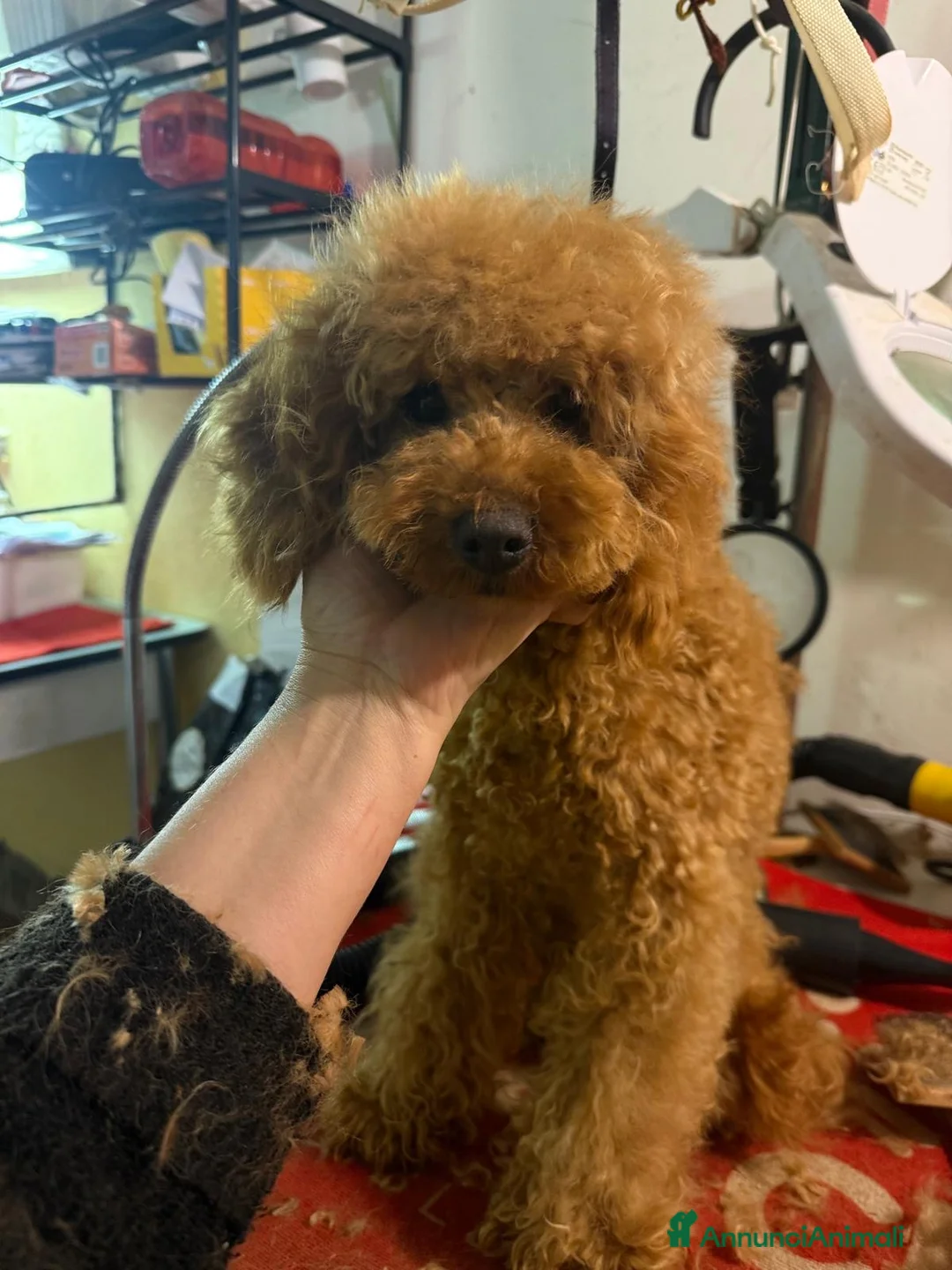 Barbone cani in vendita: Barbone Medio albicocca - Annuncio 3