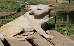 Meticcio cani in regalo: KERO giovanotto (settembre '23) - Immagine 2