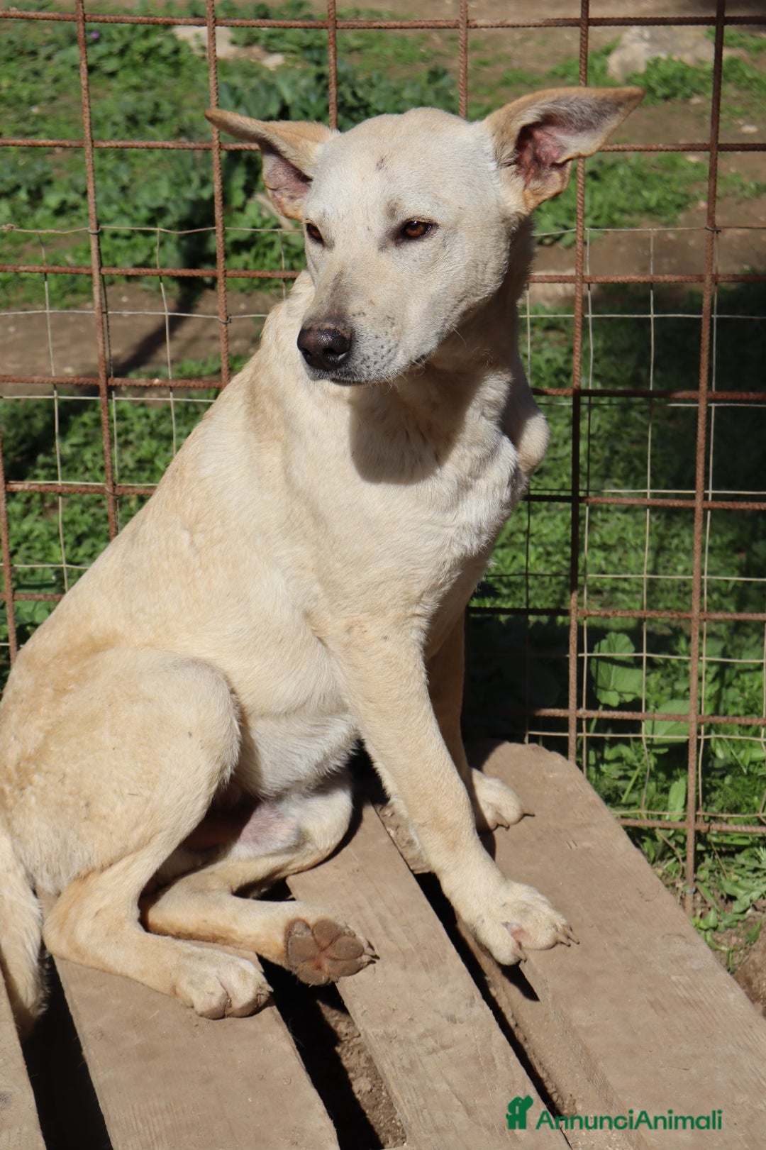 Meticcio cani in regalo: KERO giovanotto (settembre '23) - Immagine 2