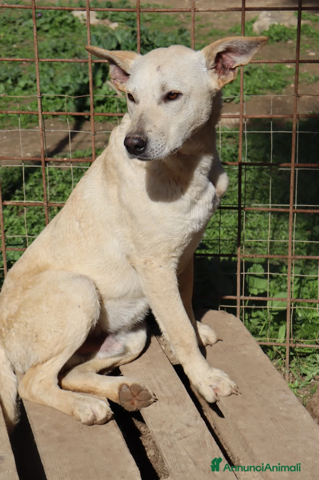 Meticcio cani in regalo: KERO giovanotto (settembre '23) - Annuncio 2