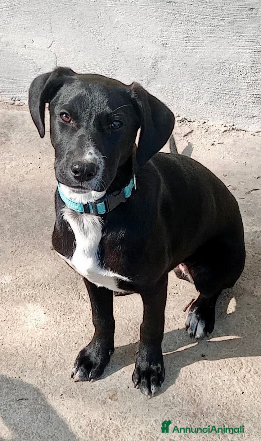 Meticcio cani Rapunzel  - Annuncio 30