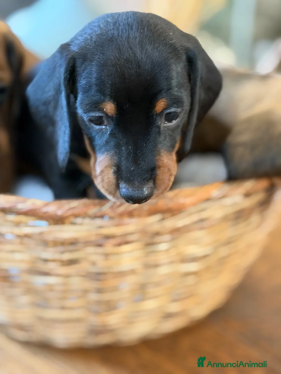 Bassotto cani in vendita: Cuccioli Bassotto Tedesco Standard Disponibili - Annuncio 1