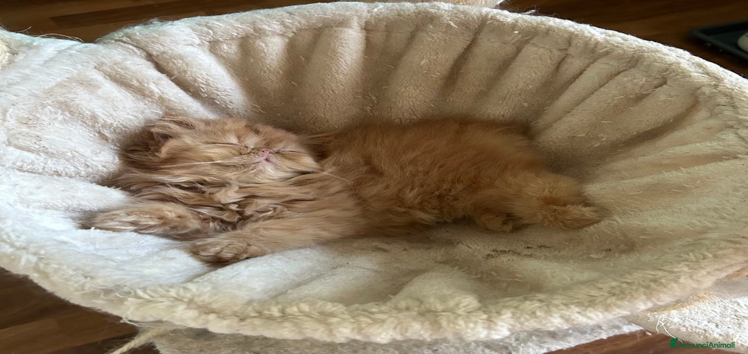 Immagine della galleria {{count}}