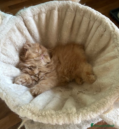 Immagine della galleria {{count}}