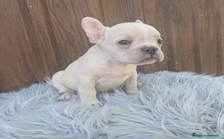 Bulldog Francese cani - Annuncio 17