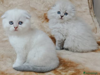 British gatti Scottish fold sthrait - Annuncio 1