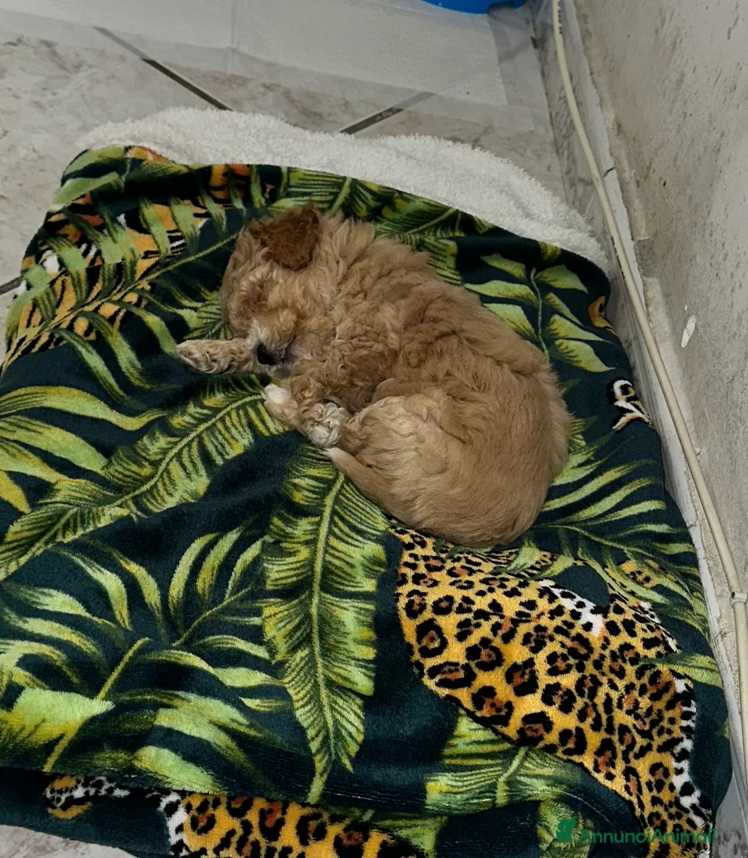 Barboncino Toy cani in vendita: Barboncino Toy maschietto  - Annuncio 2