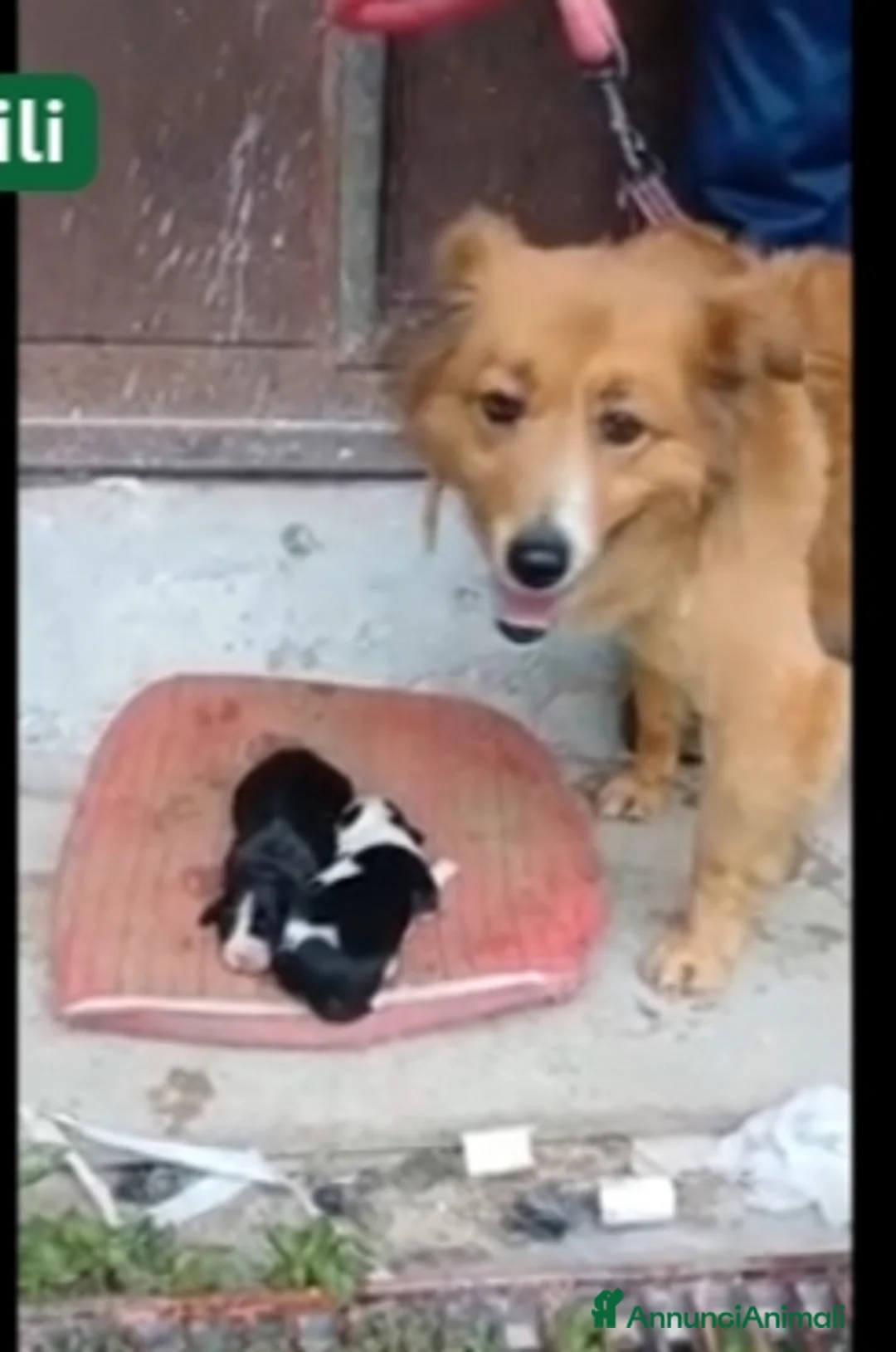 Meticcio cani in regalo: Leo: cucciolo taglia media  - Annuncio 2