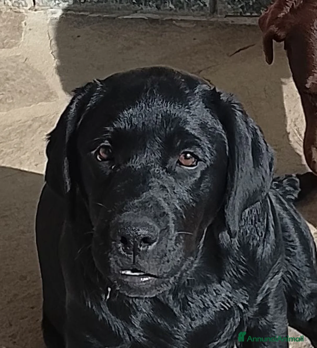 Labrador cani in vendita: Cucciolone maschio nero labrador retriever  - Annuncio 2