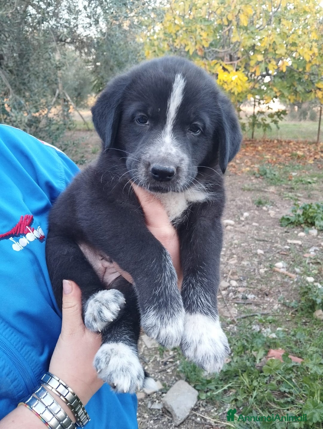 Altre razze cani in regalo: Cuccioli futura taglia media cercano adozioni  - Annuncio 9