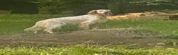 Setter Inglese cani in regalo: Setter inglese da compagnia  - Annuncio 1