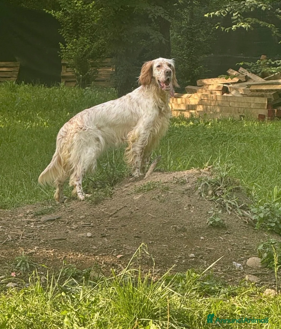 Setter Inglese cani in regalo: Setter inglese da compagnia  - Annuncio 1