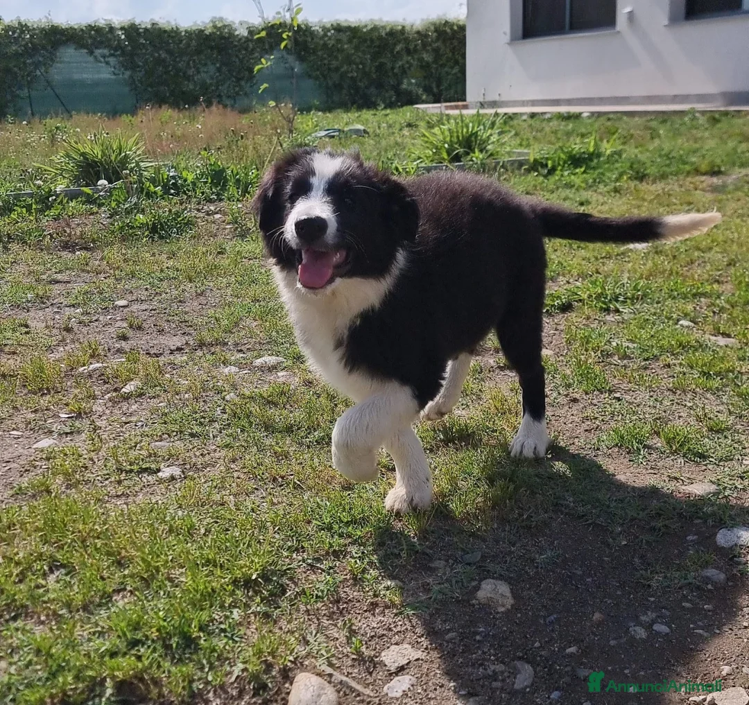Border Collie cani in vendita: ULTIMO CUCCIOLO DI BORDER COLLIE  - Annuncio 2