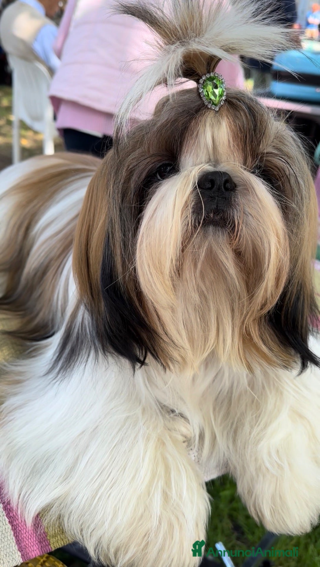 Shih Tzu cani Cuccioli di Shih Tzu - Annuncio 3
