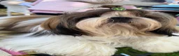 Shih Tzu cani in vendita: Cuccioli di Shih Tzu - Annuncio 1