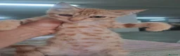 Meticcio gatti in regalo: GATTINA MERAVIGLIOSA - Annuncio 2
