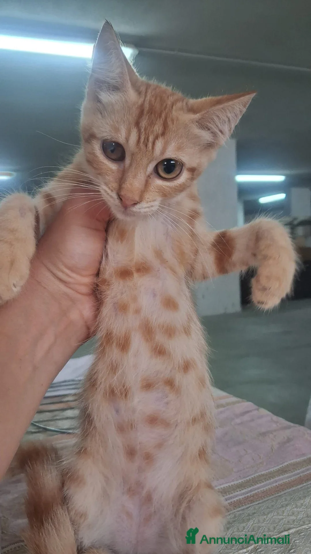Meticcio gatti in regalo: GATTINA MERAVIGLIOSA - Annuncio 2