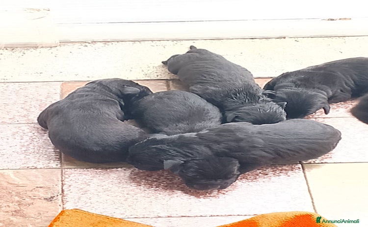 Cane Corso cani a Città metropolitana di Roma Capitale - Annuncio 1