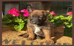 Pastore Belga cani in vendita: Cuccioli Pastore Belga Laekenois  a Città Metropolitana di Firenze - Immagine 14