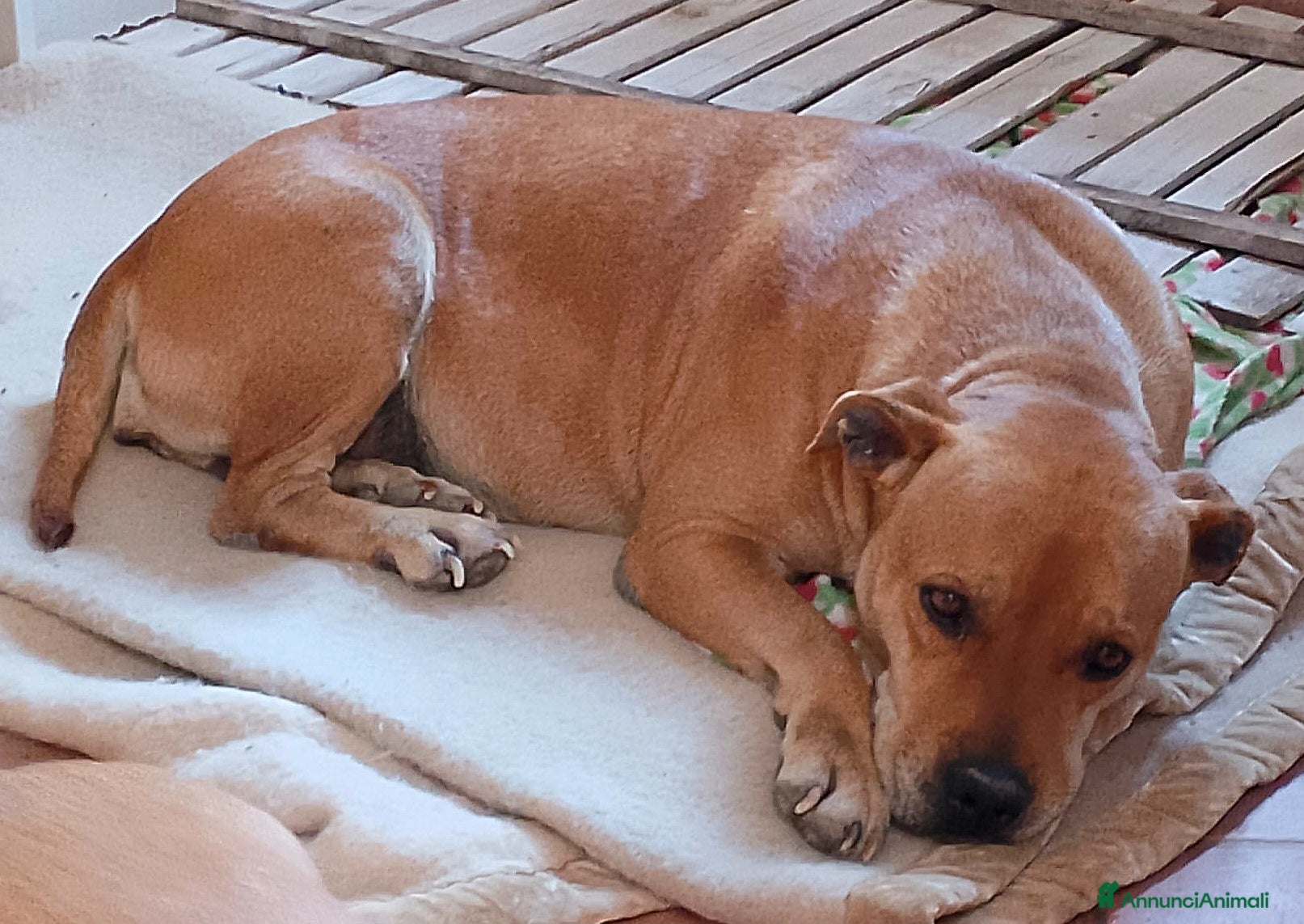 Pitbull cani Kira pitbull 10 anni - Annuncio 1