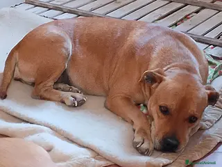 Pitbull cani Kira pitbull 10 anni - Annuncio 1