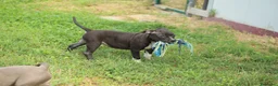 Pitbull cani in vendita: Cuccioli di Pit Bull anche a rate - Annuncio 24