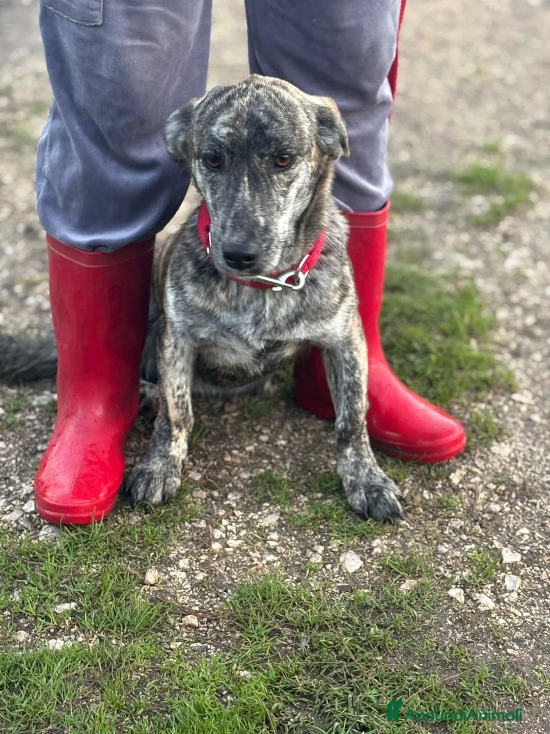 Meticcio cani in regalo: Tigrotta cucciola taglia medio piccola cerca casa - Annuncio 2