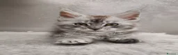 Maine Coon gatti in vendita: Cucciola Maine Coon silver - Annuncio 14