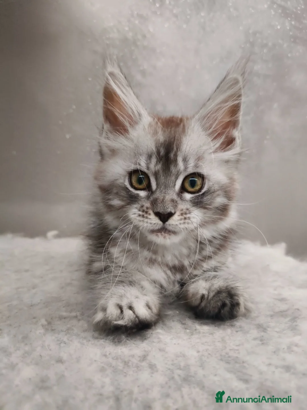 Maine Coon gatti in vendita: Cucciola Maine Coon silver - Annuncio 14