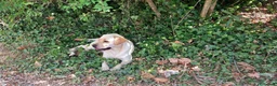 Labrador cani in regalo: Cucciolone labrador miele - Annuncio 2