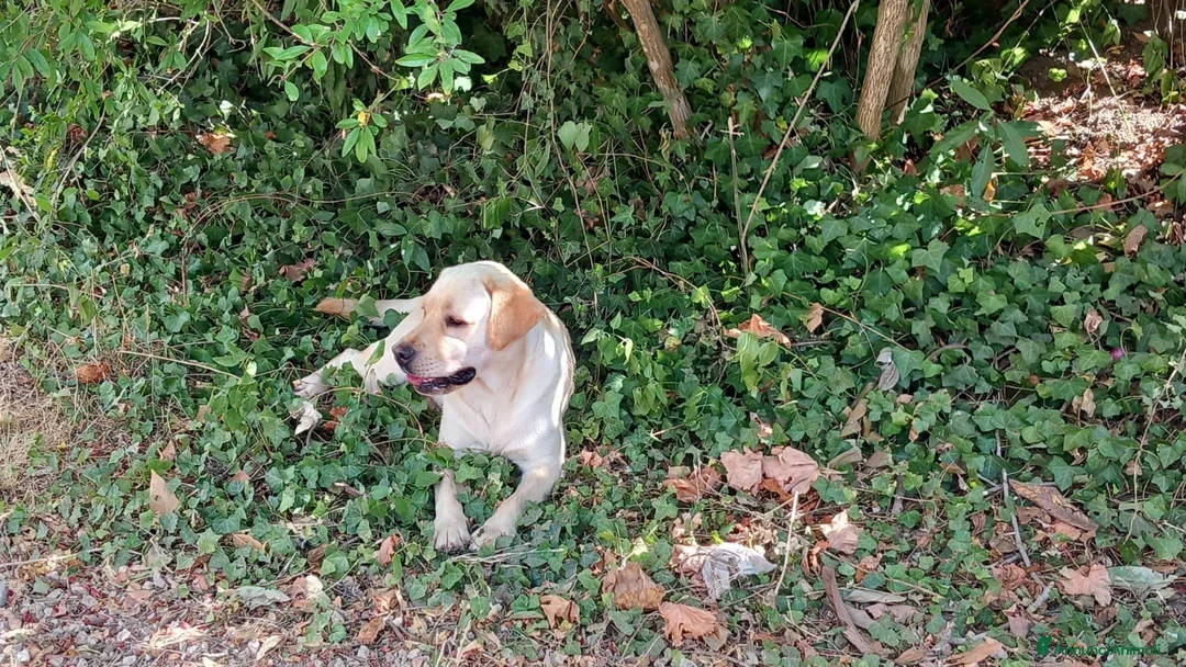 Labrador cani in regalo: Cucciolone labrador miele - Annuncio 2