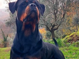 Rottweiler cani Disponibile maschio rottweiler - Annuncio 1