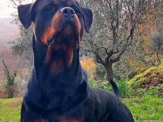 Rottweiler cani Disponibile maschio rottweiler - Annuncio 7