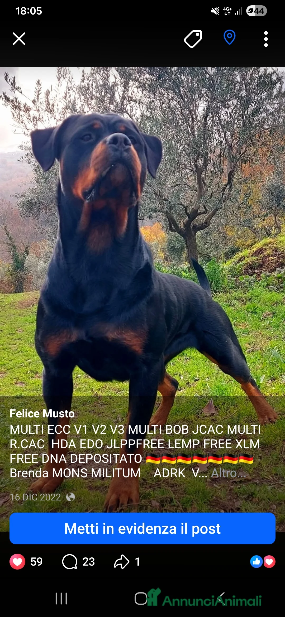 Rottweiler cani in vendita: Disponibile maschio rottweiler - Annuncio 1
