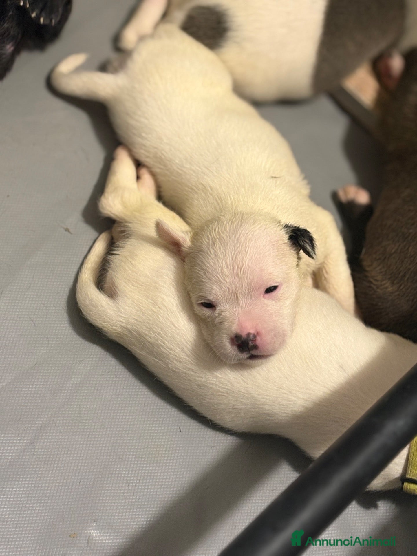 Staffordshire cani Cuccioli di Staffordshire bull terrier - Annuncio 31