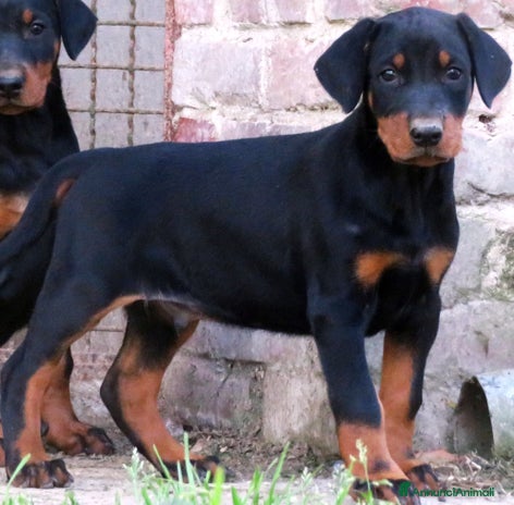 Dobermann cani - Annuncio 4