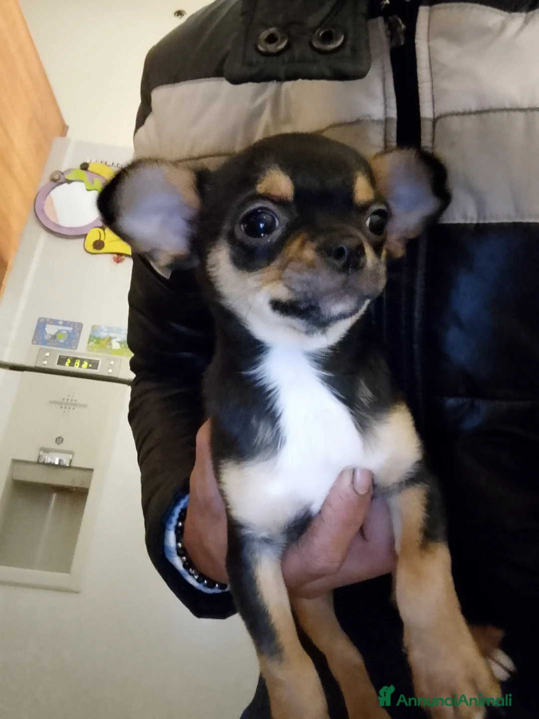 Chihuahua cani in vendita: Vendita  - Annuncio 4