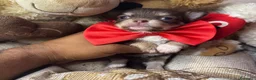 Chihuahua cani in vendita: 2 maschi e 1 femmina chihuahua pedigree enci  - Annuncio 4