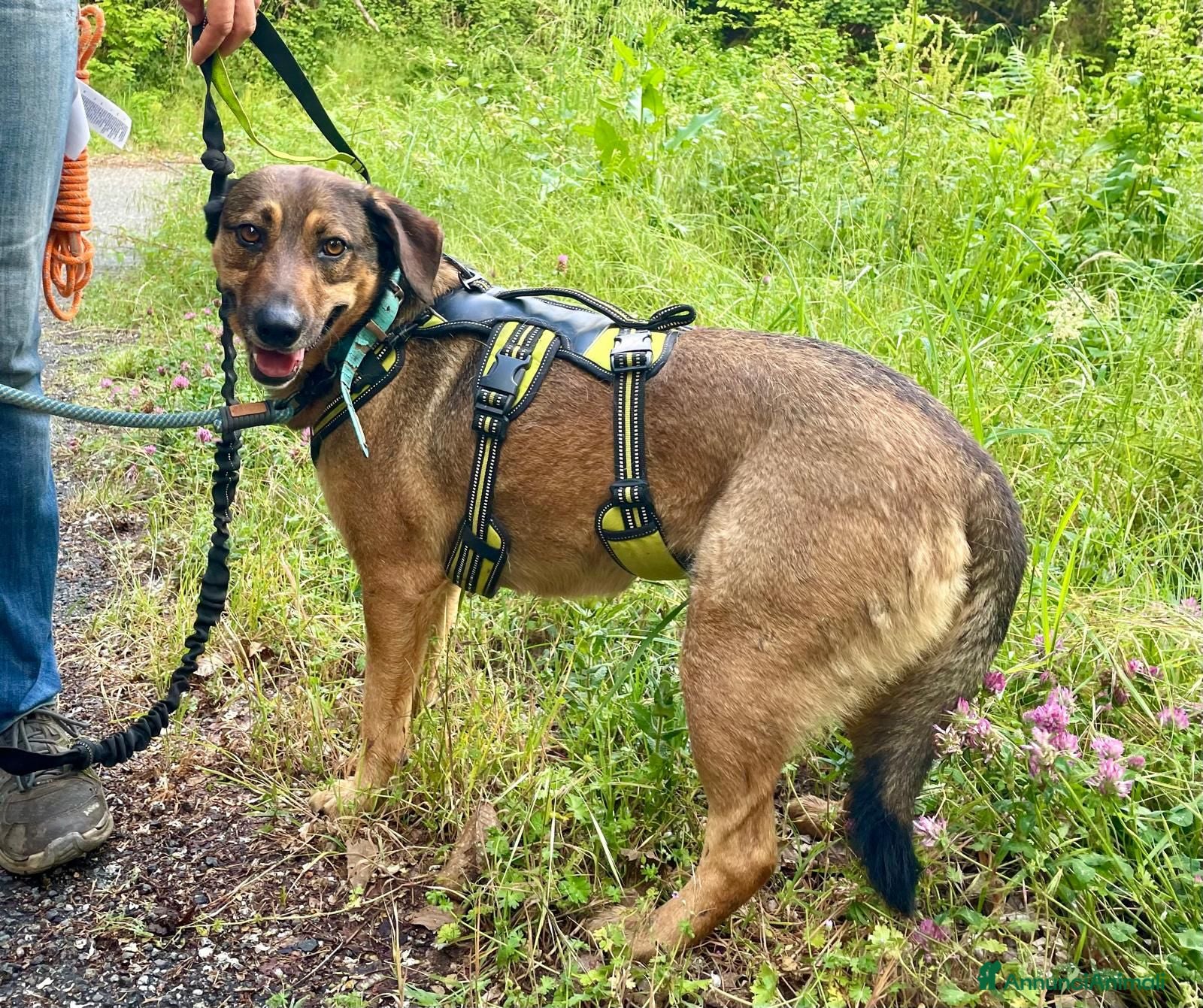 Meticcio cani Lola: socievole, equilibrata, affettuosa  - Annuncio 2