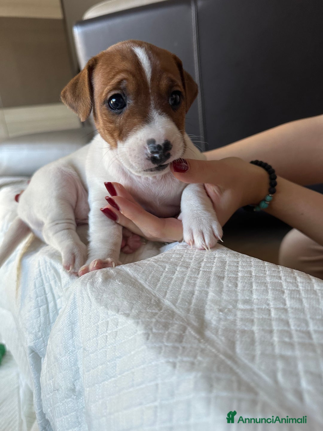 Jack Russell cani in vendita: Jack Russel Terrier di Razza Neri, tricolori  - Annuncio 15